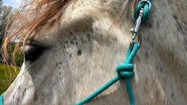 Review: Do or Do Knot Rope Halter – Centered in the Saddle